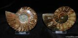 Stunning Inch Split Ammonite (Pair) #372-1